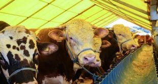 Kızılay güncel kurban fiyatlarını açıkladı