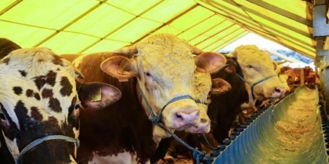 Kızılay güncel kurban fiyatlarını açıkladı