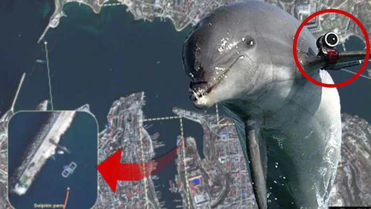 Rusya'dan olağanüstü taktik: Askeri yunuslar