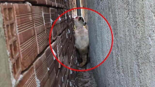 Sahibinden kaçan kurbanlık koyun iki bina arasına sıkıştı