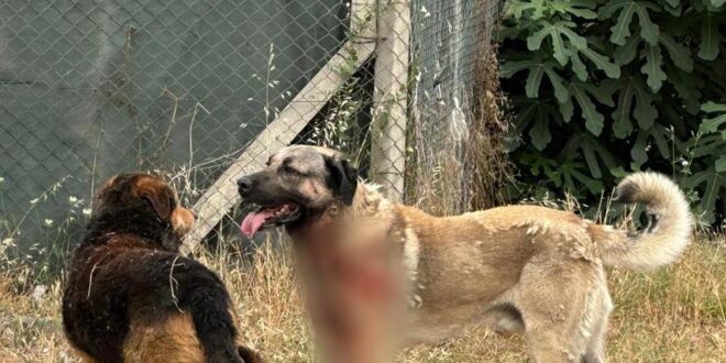 İstanbul'da korkunç köpek saldırısı!