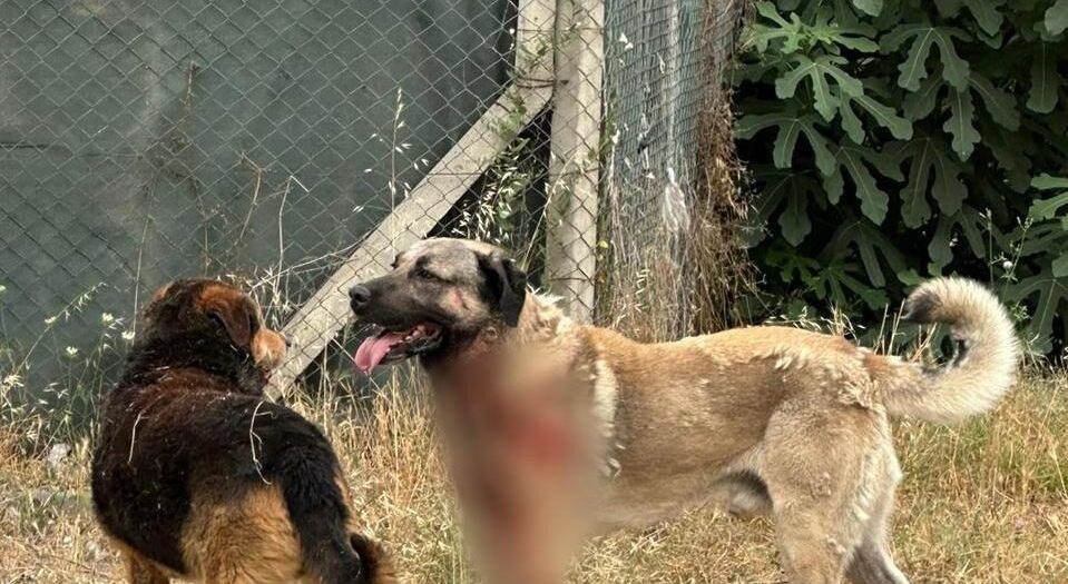 İstanbul’da korkunç köpek saldırısı!