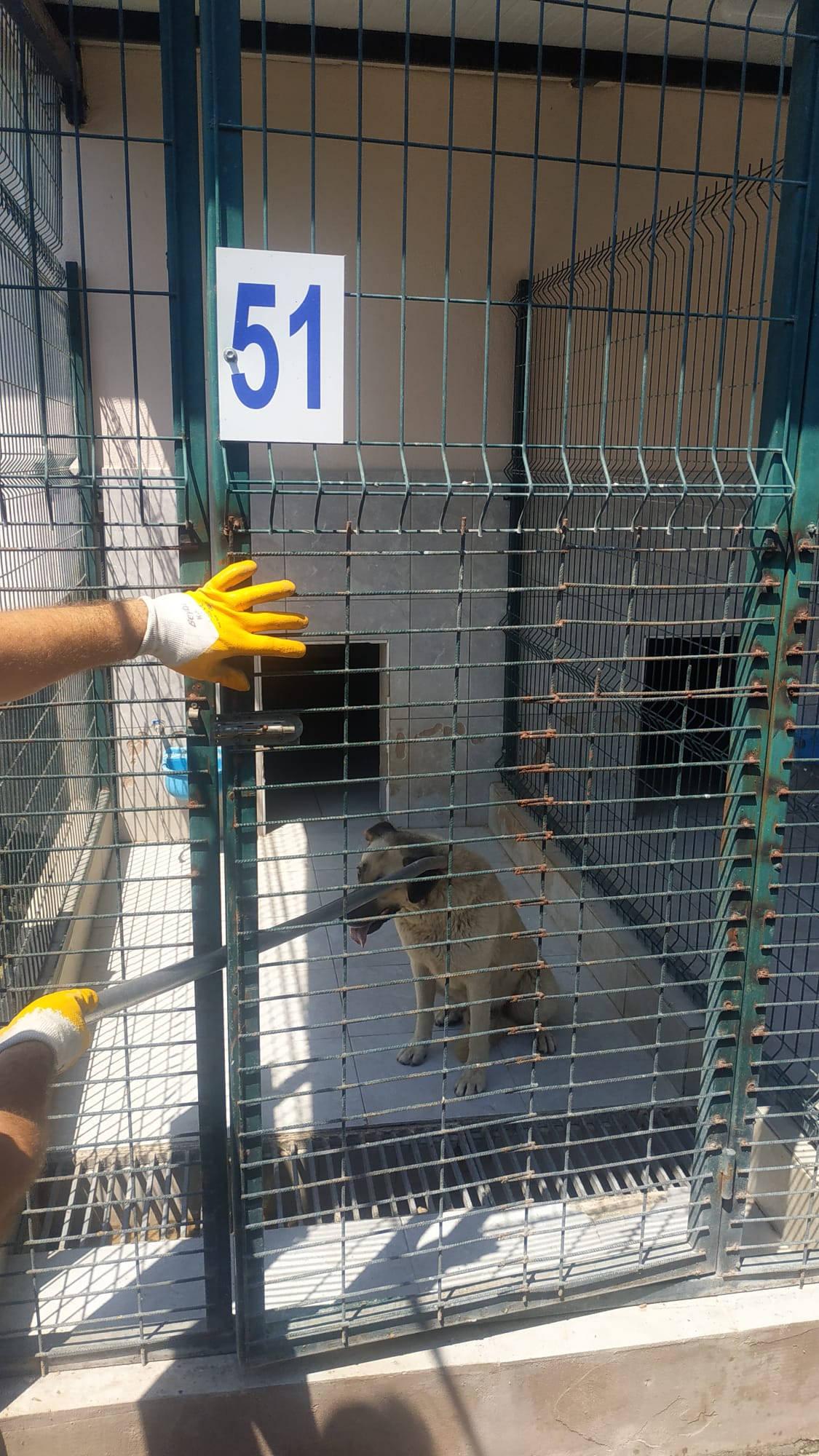 Bir başıboş sokak köpeği saldırısı daha! Küçük çocuğun yüzünü parçaladı