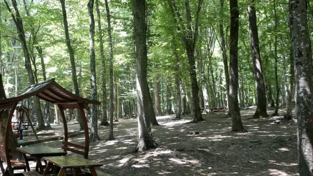 Ankara’da ormanlık alanlara giriş yasağı
