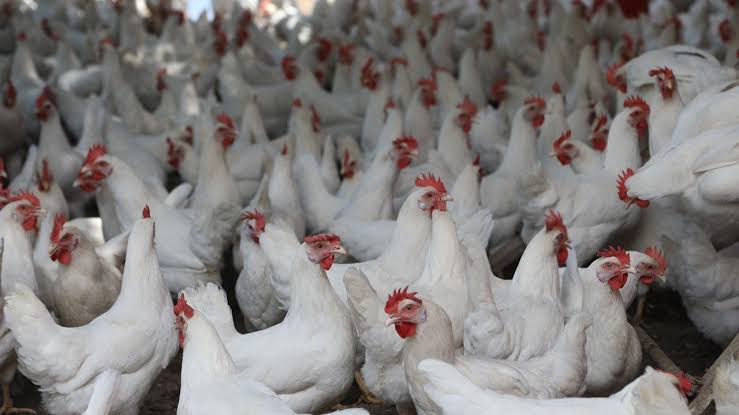 Çin’de sıcak hava nedeniyle binlerce tavuk telef oldu