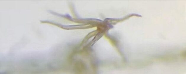 Covid-19 aşısının ölümcül madde varlığı Pfizer belgelerinde!