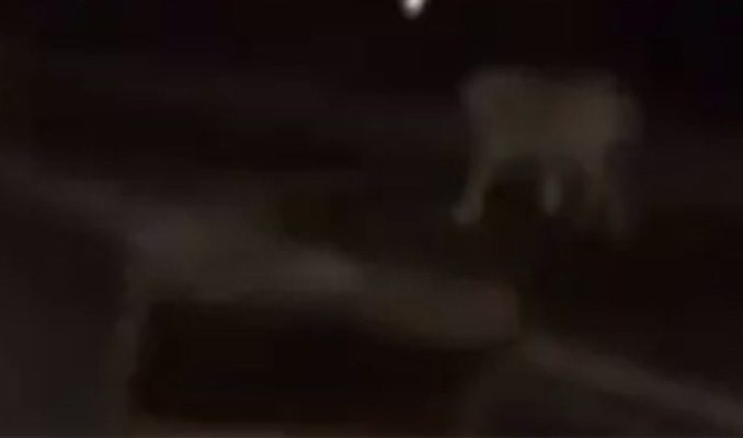 Fransa’da göstericiler Paris Hayvanat Bahçesindeki hayvanları serbest bıraktı!