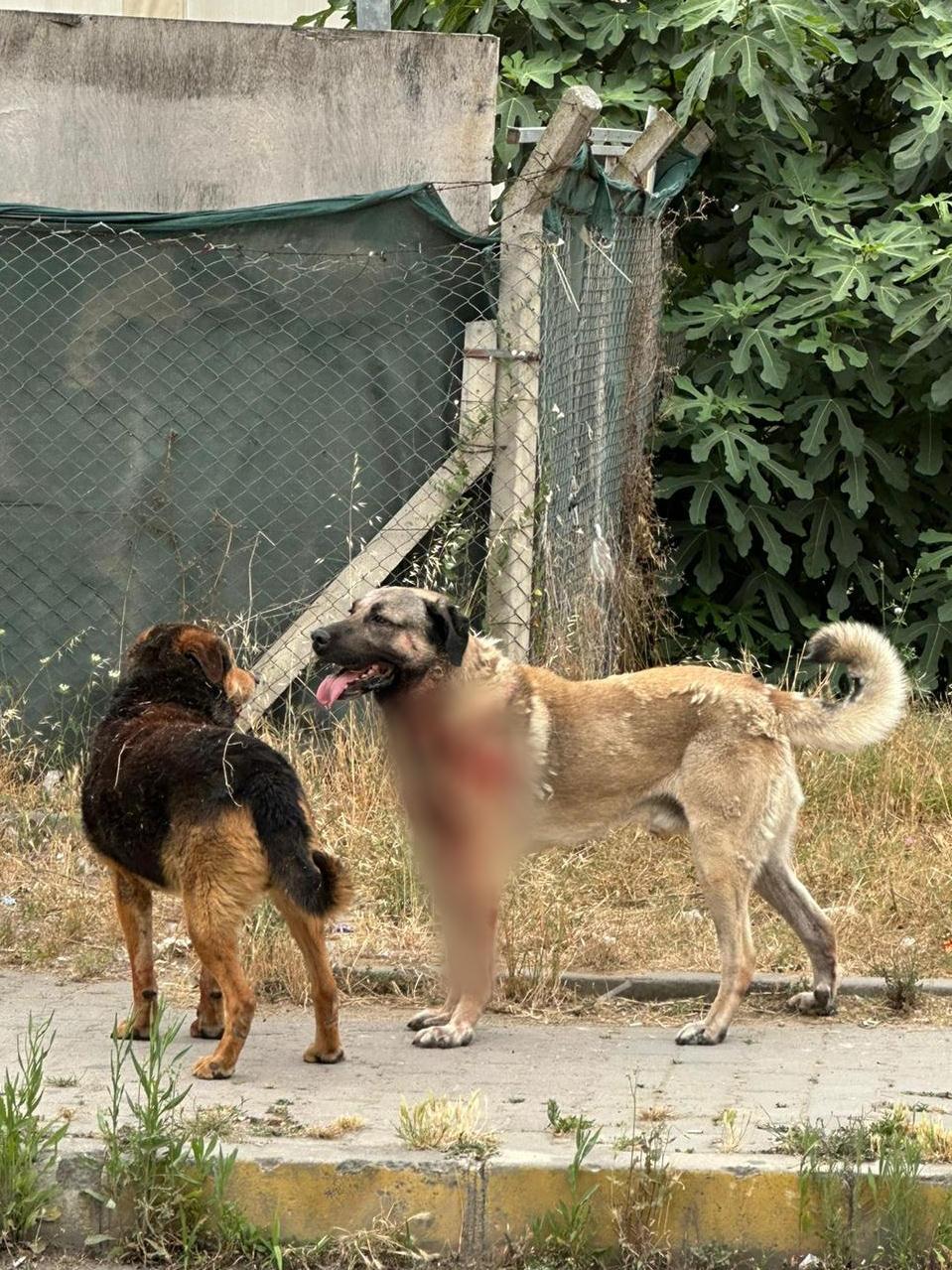 İstanbul'da korkunç köpek saldırısı!