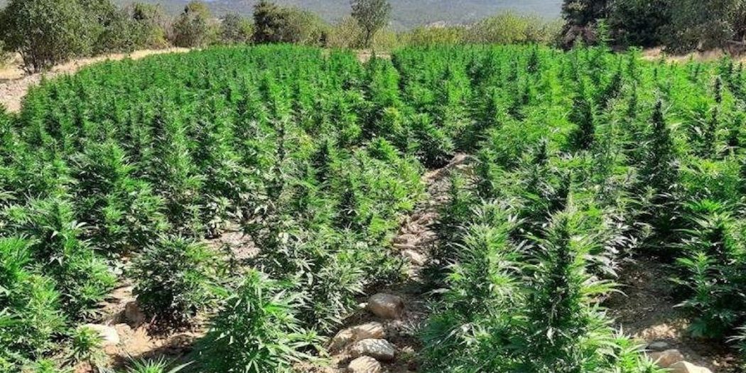 Lice kırsalında narko terör operasyonu! PKK’nın uyuşturucu kolu kesildi