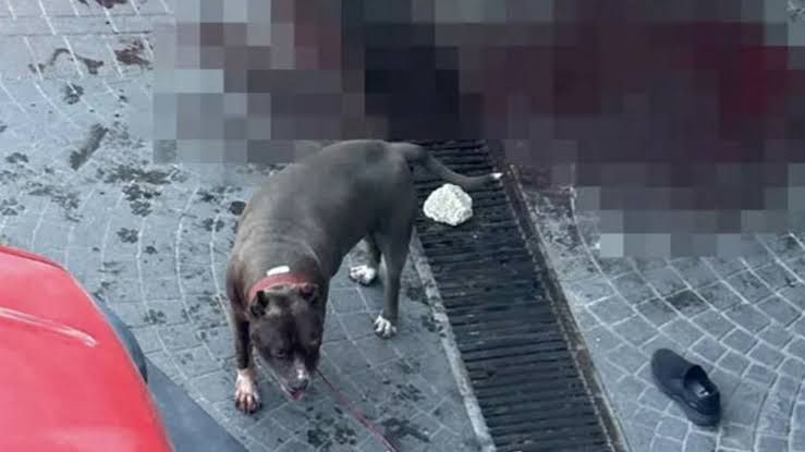 Başıboş pitbull yaşlı adamın bacağını parçaladı