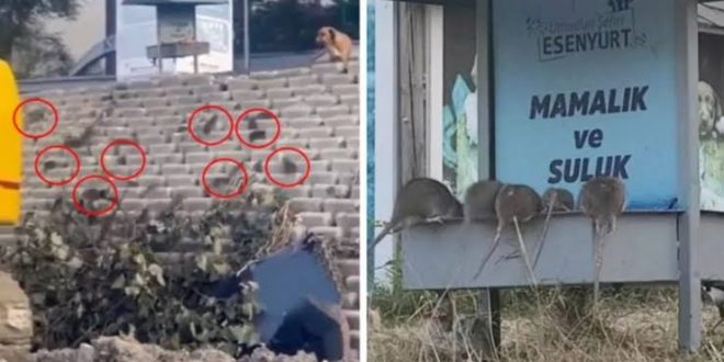 İstanbul'un göbeğinde fare istilası!