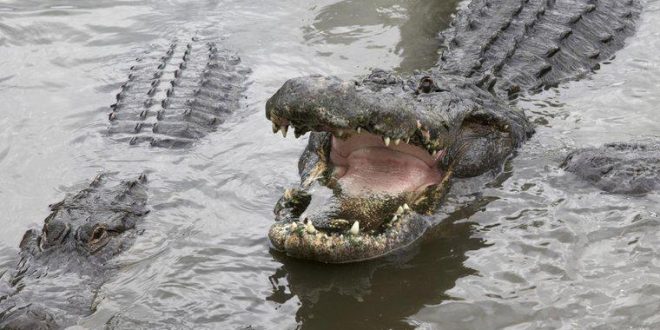 ABD'de göçmenlere karşı skandal timsah önerisi!