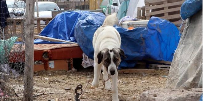 7 Yasindaki Cocuk Kopek Saldirisinda Agir Yaralandi