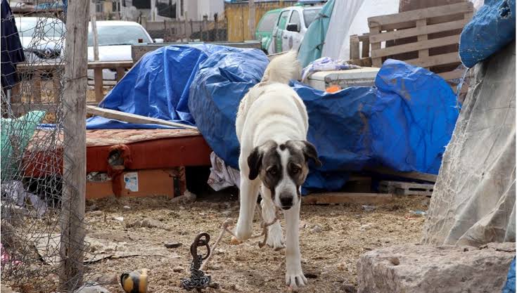 7 yaşındaki çocuk köpek saldırısında ağır yaralandı
