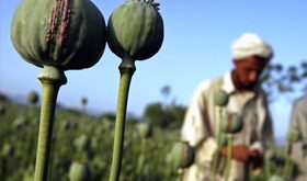 "Taliban haşhaş üretmezse binlerce Avrupalı ölecek"