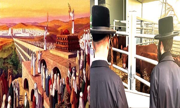 Kıyamet planı: Kızıl inek kurbanı ve Mescid-i Aksa’nın geleceği