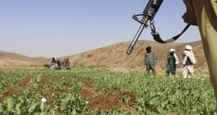 Taliban'ın uyuşturucu ile savaşına IŞİD saldırısı