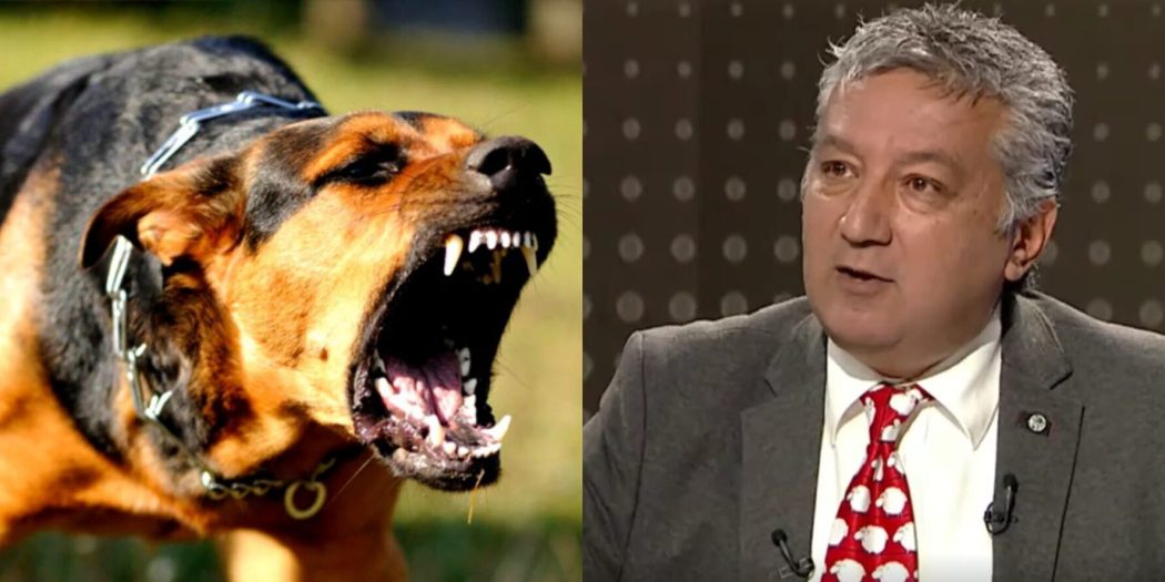 HAYTAP, Köpek terörü için ‘pireyi deve yapıyorsunuz’ dedi!