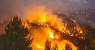 Hizbullah füzeleri İsrail'in 10 bin dönüm ormanını küle çevirdi