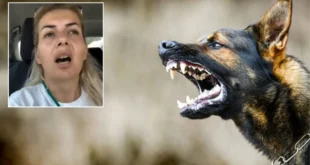 kuduz kopek iddiasi ankara valiligi ni 17416765 6527 amp