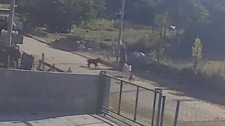 Bandırma’da 6 başıboş köpek bir kadına saldırdı