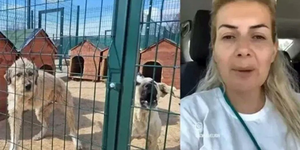 Köpekseverliği kullanıp servet edindi