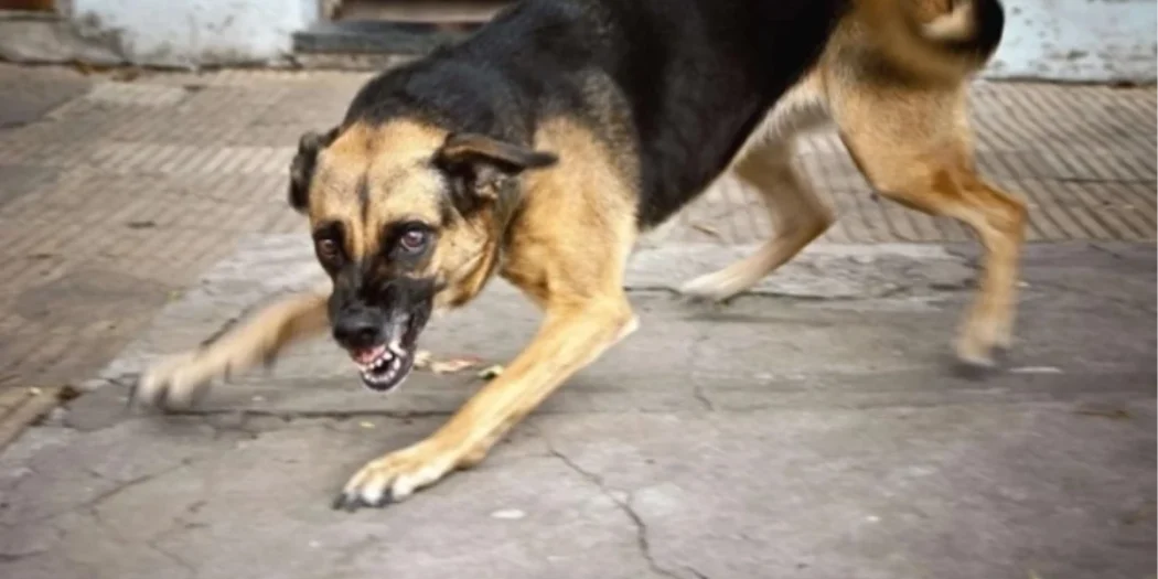 Sokak köpekleri hakkında düzenlenen kanun resmi gazetede yayımlandı!