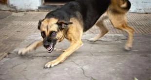 sokak kopegi kanunu cikti mi sokak kopekleri 17355245 4463 amp