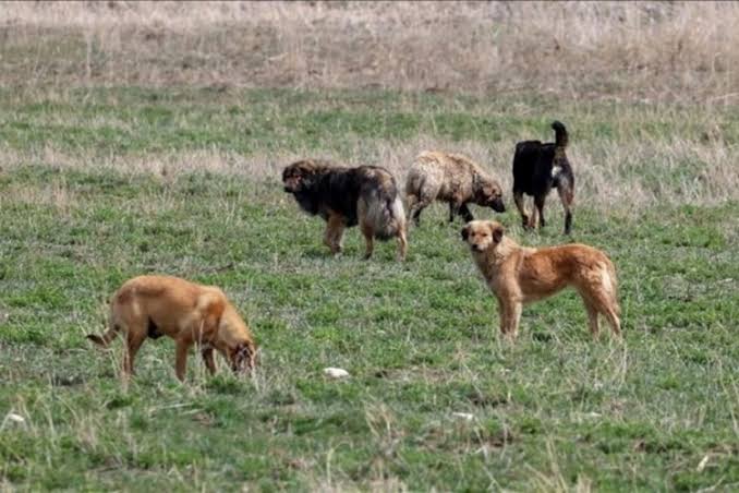 Gazze’de Siyonist köpeklerin, Türkiye’de sokak köpeklerinin zulmü