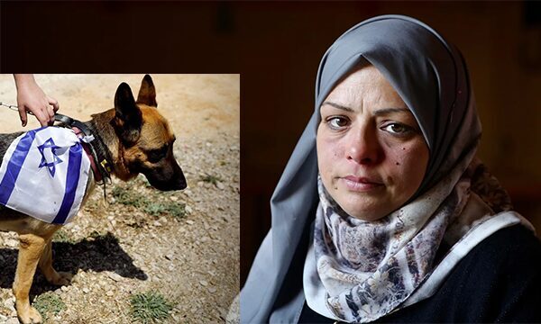 İsrail’in vahşi köpeği doğmamış bebeğe saldırdı: “Bacaklarından etler koparak düşerken..”