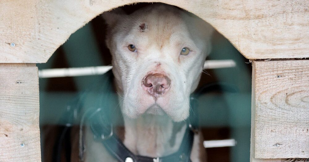 Başıboş köpeklere getirilen cezaya itperestlerden vicdan sömürüsü!