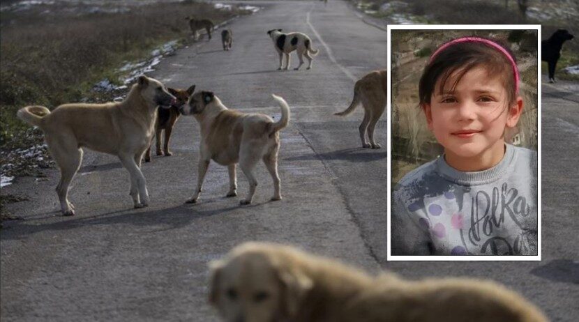 Sokak köpekleri, 6 yaşındaki çocuğu hayattan kopardı: “Kolu yoktu, paramparçaydı!”