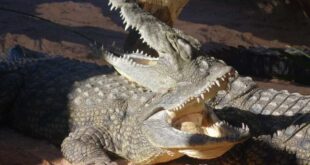 2018 8 9 CrocodileCrocodiles resting together