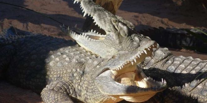 2018 8 9 CrocodileCrocodiles resting together