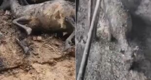 image 2026 02 17 15 47 32