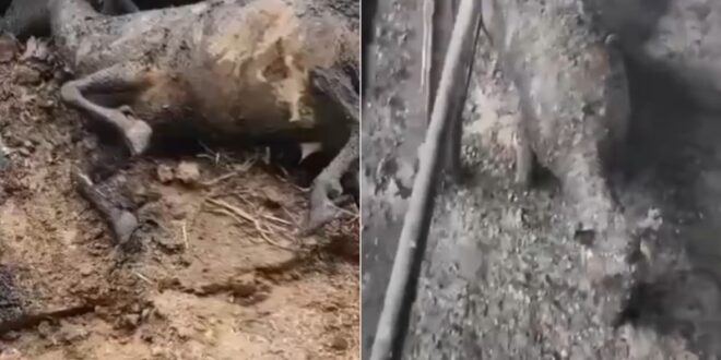 image 2026 02 17 15 47 32