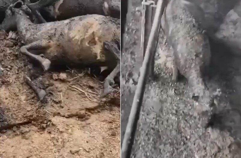 Bunu yapanlar İsrailli yerleşimciler: Onlarca koyunu diri diri yaktılar!