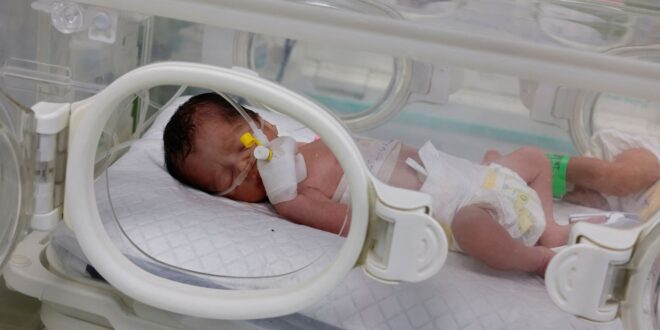 gaza rafah 6529372