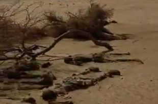 Mali'de tepki çeken iddia: Ölen askerler JNIM savaşçısı gibi servis edildi — 1