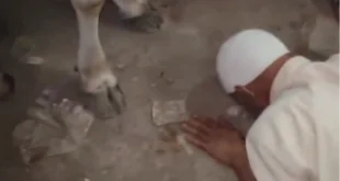 Hindistan’da Müslüman yaşlı adama insanlık dışı zulüm: İneğe yalvarttılar!