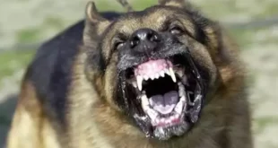 616x321 mama lobisi ve kopekperestlerin korukledigi felaket istanbulda kuduz riskli temas artti en cok basvuru kadikoy 1771768452699