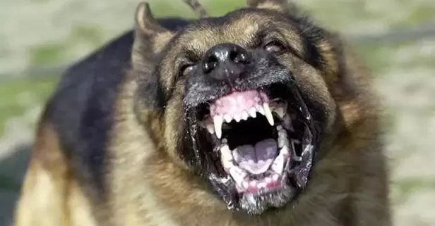 616x321 mama lobisi ve kopekperestlerin korukledigi felaket istanbulda kuduz riskli temas artti en cok basvuru kadikoy 1771768452699