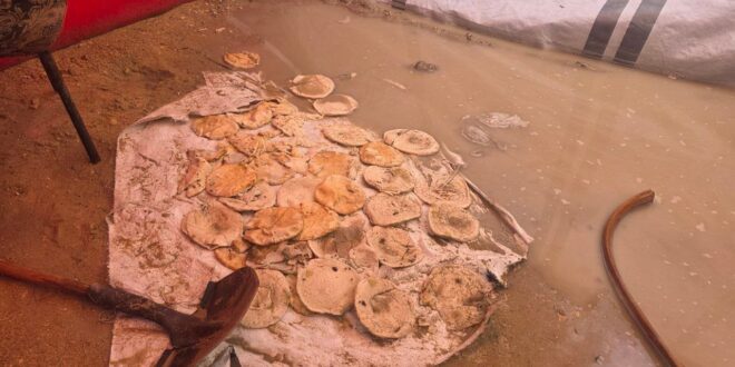 IMG 20251114 174951 469